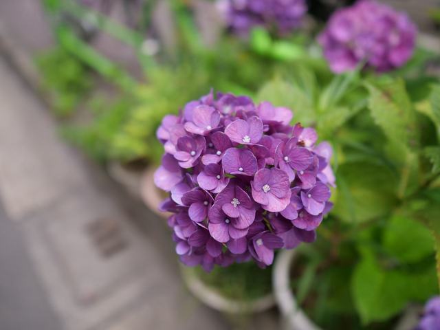 P1154016.JPG